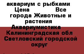 аквариум с рыбками › Цена ­ 15 000 - Все города Животные и растения » Аквариумистика   . Калининградская обл.,Светловский городской округ 